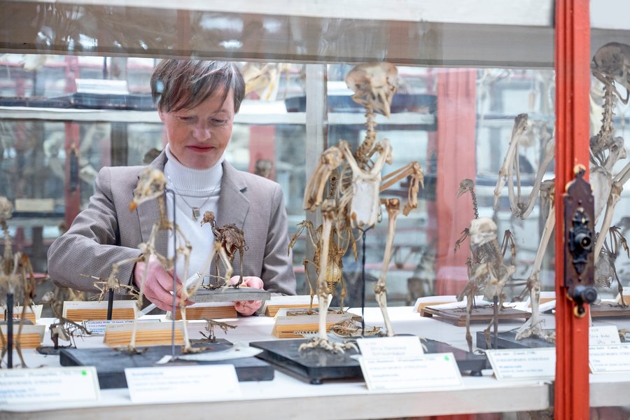 Eine Frau mit halblangen Haaren richtet Präparate in einer historischen Vitrine mit Vogelskeletten.  Eine Frau mit halblangen Haaren richtet Präparate in einer historischen Vitrine mit Vogelskeletten.