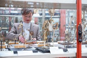 Eine Frau mit halblangen Haaren richtet Präparate in einer historischen Vitrine mit Vogelskeletten.