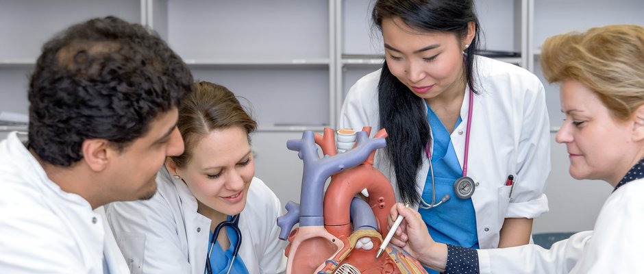Studierende lassen sich von einer Ärztin ein Herzmodell erklären