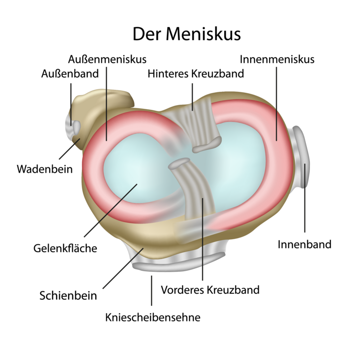 Meniskus als Grafik mit Beschriftung 