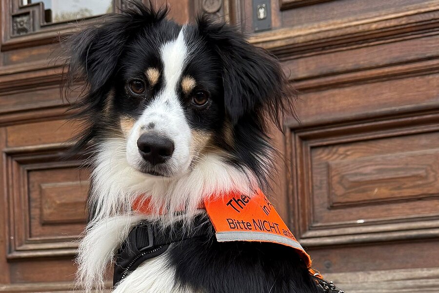 Ein schwarz-weißer Hund sitzt vor einem Gebäude und blickt in die Kamera. er trägt ein Geschirr mit der Aufschrift Therapiehund in Ausbildung  Ein schwarz-weißer Hund sitzt vor einem Gebäude und blickt in die Kamera. er trägt ein Geschirr mit der Aufschrift Therapiehund in Ausbildung