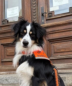Ein schwarz-weißer Hund sitzt vor einem Gebäude und blickt in die Kamera. er trägt ein Geschirr mit der Aufschrift Therapiehund in Ausbildung