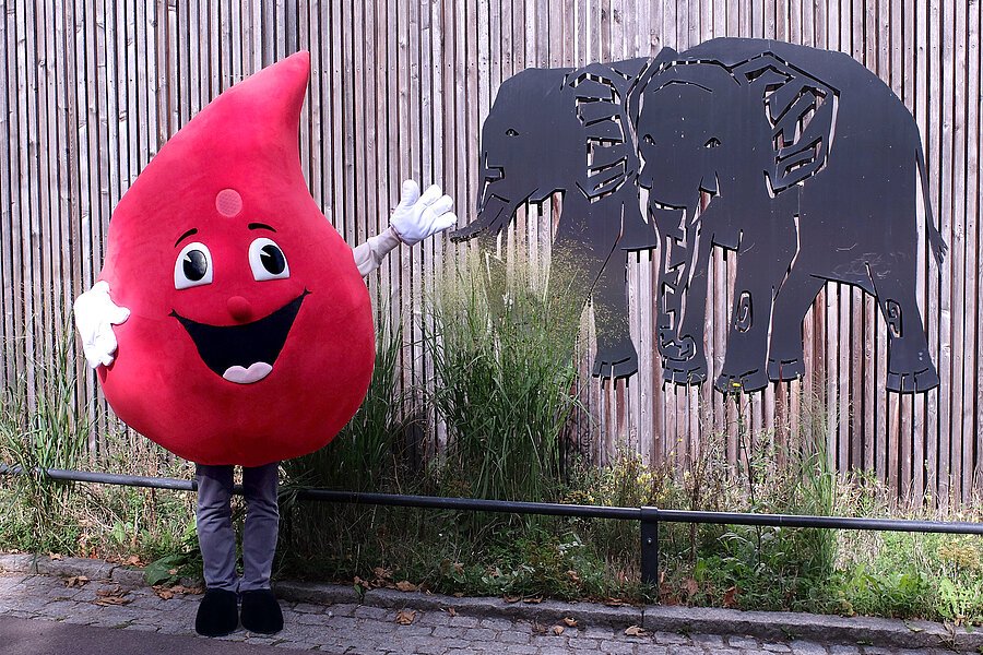 Eine Person im Maskottchen-Kostüm des Blutspendedienstes des Universitätsklinikums Halle (Saale) (ein großer Blutstropfen mit Gesicht und Armen) steht vor einer Holzwand, die zum Bergzoo Halle gehört. Auf der Holzwand befindet sich ein Elefantenmotiv.  Eine Person im Maskottchen-Kostüm des Blutspendedienstes des Universitätsklinikums Halle (Saale) (ein großer Blutstropfen mit Gesicht und Armen) steht vor einer Holzwand, die zum Bergzoo Halle gehört. Auf der Holzwand befindet sich ein Elefantenmotiv.
