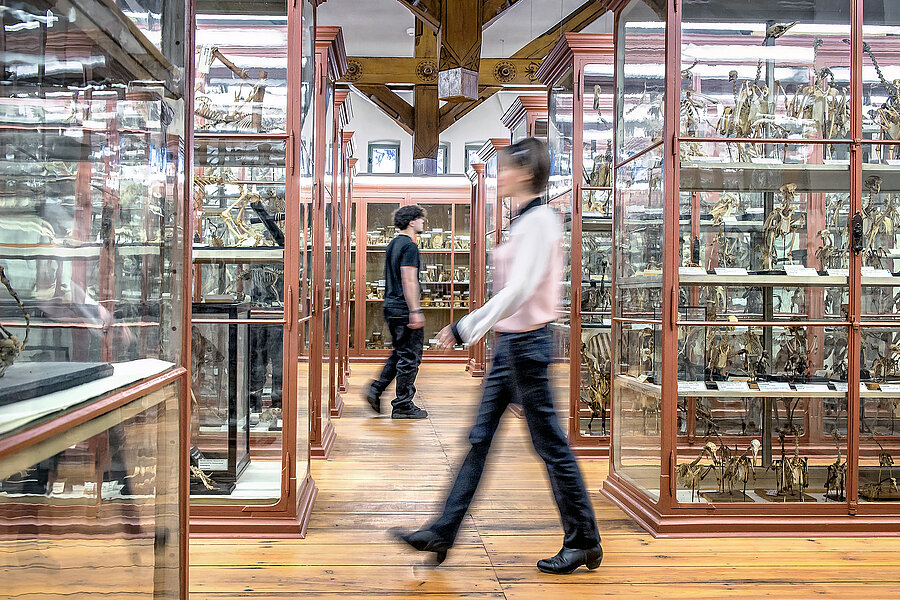 Ein großer Raum mit zahlreichen Vitrinen. Im Mittelgang sind zwei Personen in Bewegungsunschärfe erkennbar, die zwischen den Vitrinen hin und her laufen. In den Vitrinen sind Skelette verschiedener Arten ausgestellt, darunter Vögel und Raubtiere. Außerdem sind die historischen, hohen Decken und die restaurierte Dachbalkenkonstruktion gut zu erkennen.  Ein großer Raum mit zahlreichen Vitrinen. Im Mittelgang sind zwei Personen in Bewegungsunschärfe erkennbar, die zwischen den Vitrinen hin und her laufen. In den Vitrinen sind Skelette verschiedener Arten ausgestellt, darunter Vögel und Raubtiere. Außerdem sind die historischen, hohen Decken und die restaurierte Dachbalkenkonstruktion gut zu erkennen.