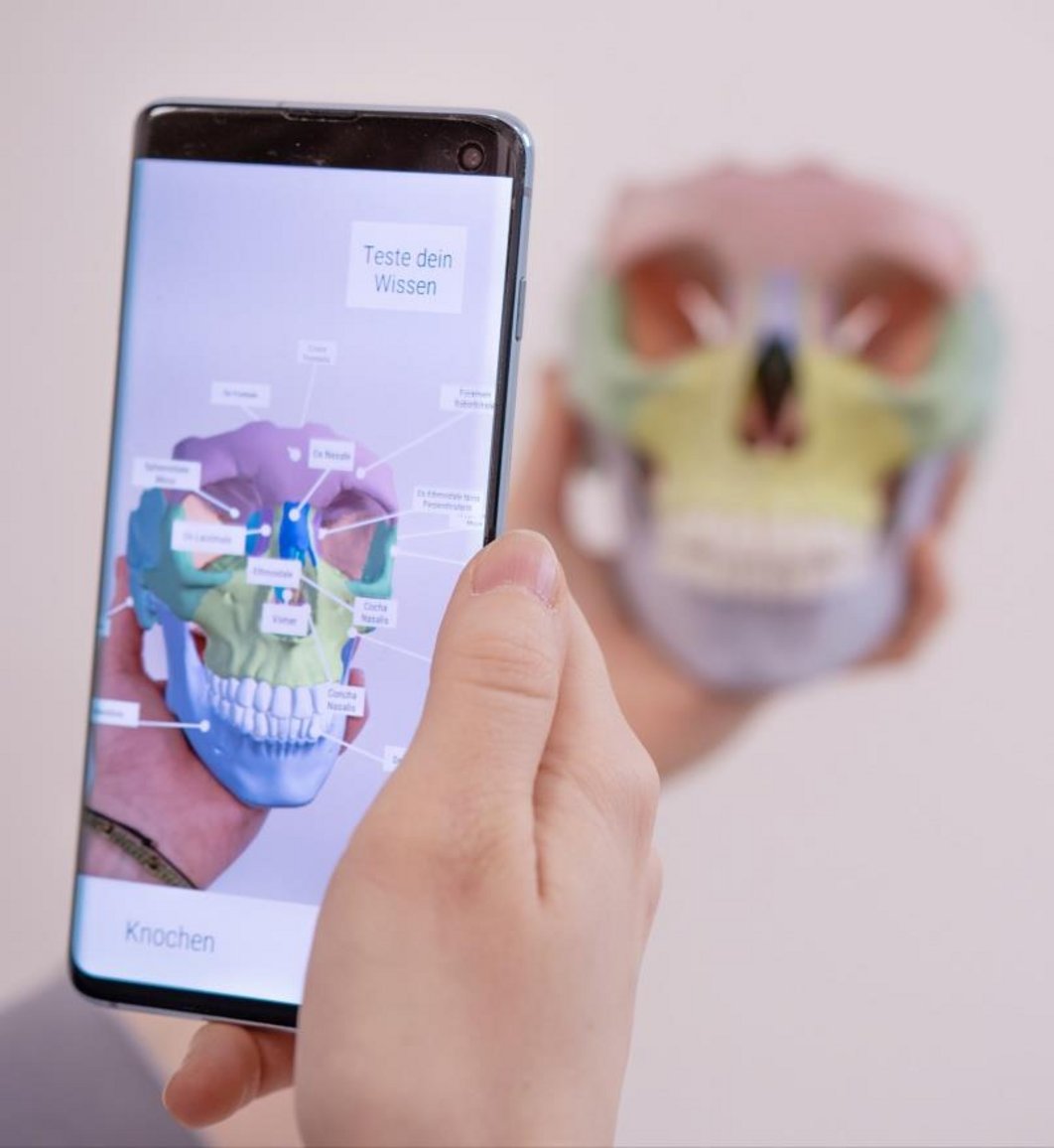 Eine Person hält ein Modell von einem menschlichen Schädel in der einen Hand und ein Smartphone in der anderen. Die unterschiedlichen Bereiche des Schädels sind verschieden eingefärbt. Auf dem Smartphone-Display ist der Schädel mit Beschriftungen für jeden Bereich zu sehen.