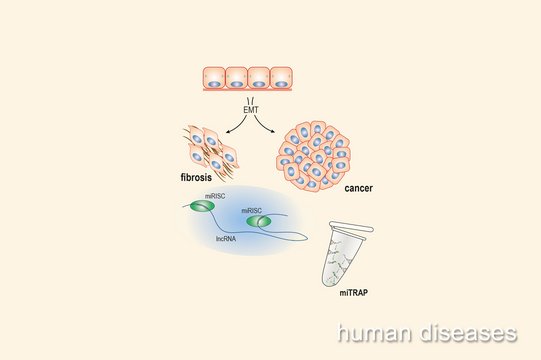 (B) Human Diseases