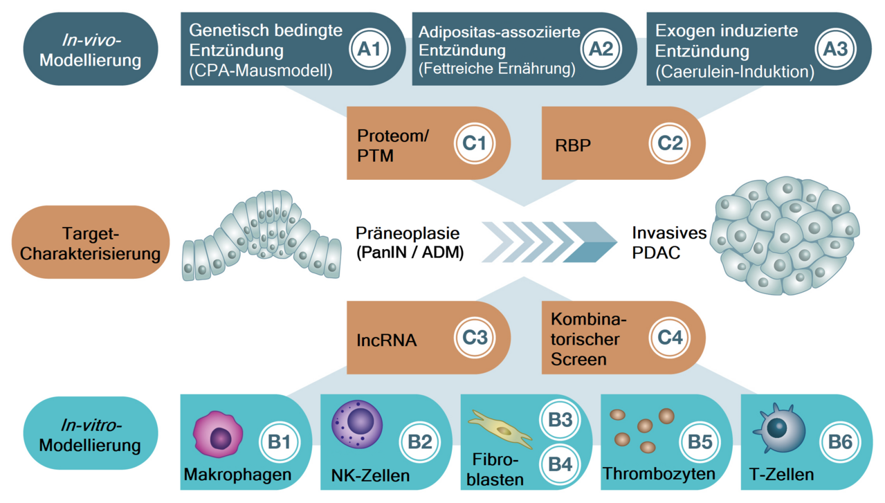 Die Projekte der drei Forschungsschwerpunkte In-vitro-Modellierung, Target-Charakterisierung und In-vivo-Modellierung gruppieren sich um ein unauffälliges Pankreasgewebe, aus dem ein invasives Pankreaskarzinom hervorgeht