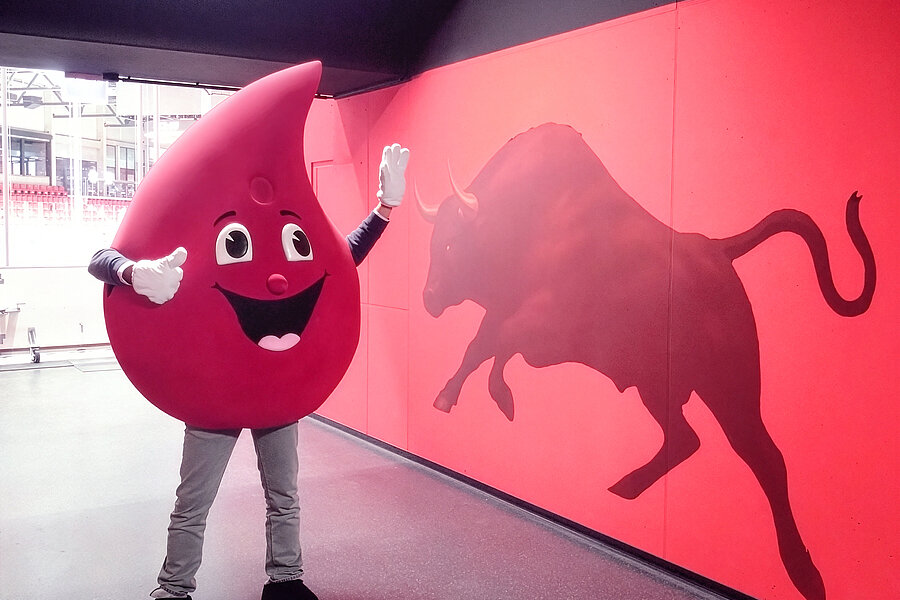 Das Blutspende-Maskottchen "Bob the Drop" der Universitätsmedizin Halle, ein großer Blutstropfen mit Gesicht, steht neben einer Wand, auf der ein Stier schematisch abgebildet ist.  Das Blutspende-Maskottchen "Bob the Drop" der Universitätsmedizin Halle, ein großer Blutstropfen mit Gesicht, steht neben einer Wand, auf der ein Stier schematisch abgebildet ist.