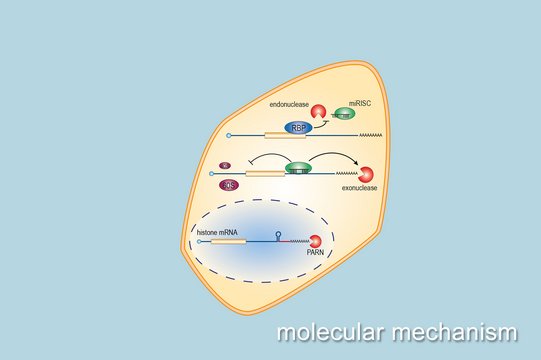 (A) Molecular Mechanisms