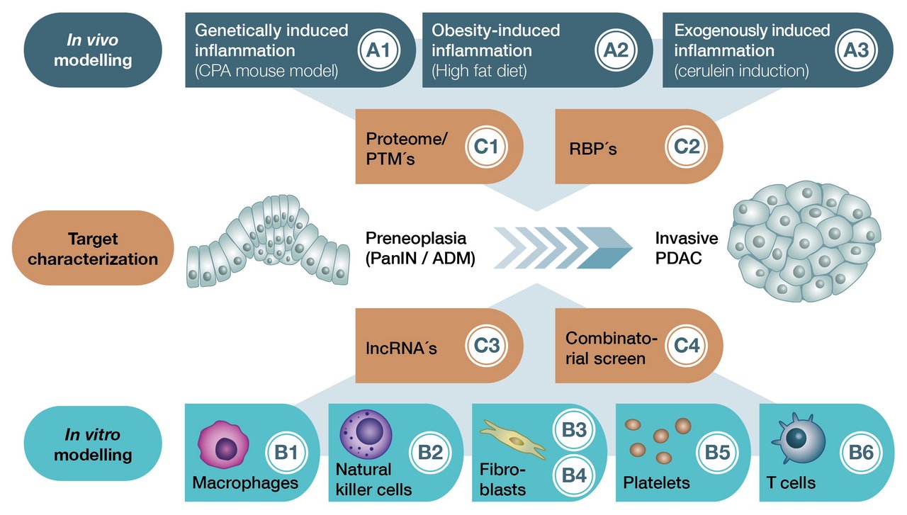 The projects of the three main research areas in vitro modeling, target characterization and in vivo modeling are grouped around an inconspicuous pancreatic tissue from which an invasive pancreatic carcinoma emerges