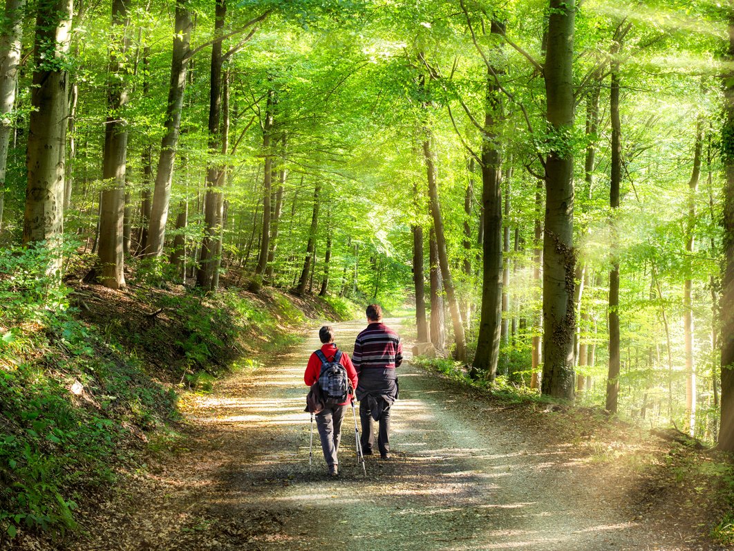 Menschen wandern im Wald