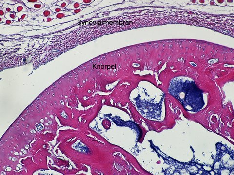 Histologie