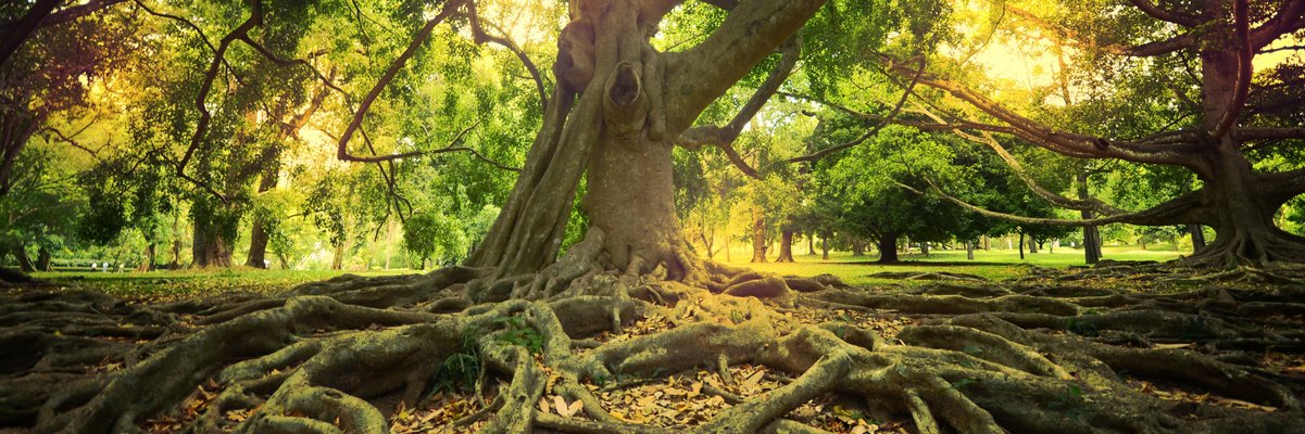 Alter Baum mit starken Wurzeln